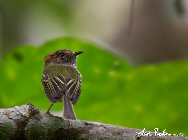 Scale-crested Pygmy Tyrant